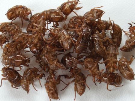 抜け殻、Ken WADA