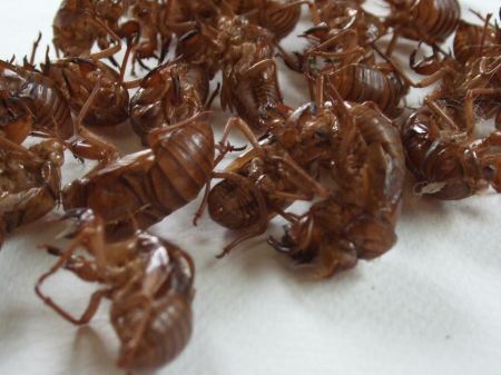 蝉の抜け殻、写真、和田 健