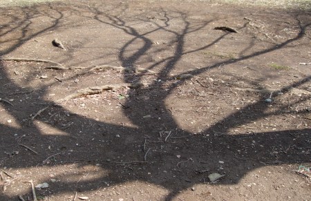 The shadows of the trees No.1-10