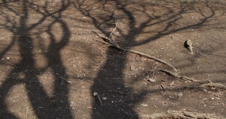 The shadows of the trees No.1-9