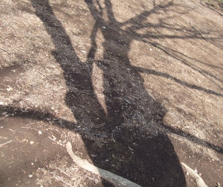 The shadows of the trees No.1-8