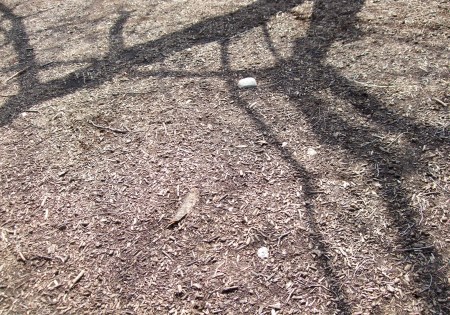 The shadows of the trees No.2-1