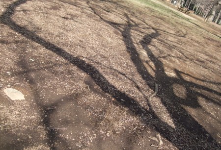 The shadows of the trees No.2-2