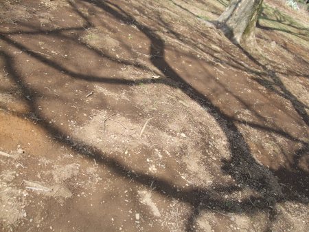 The shadows of the trees No.2-3