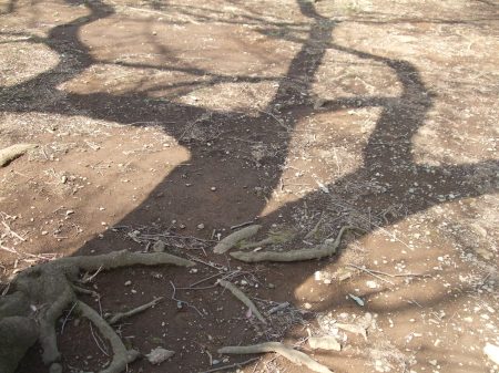 The shadows o fthe trees No.1-3