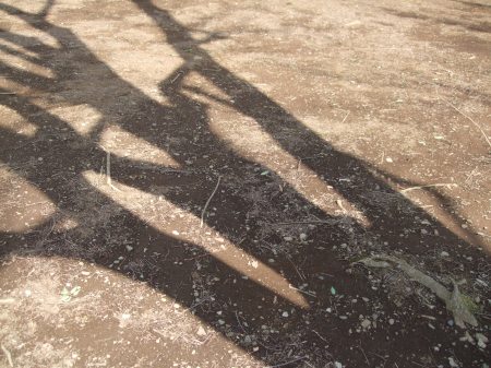 The shadows of the trees No.1-2