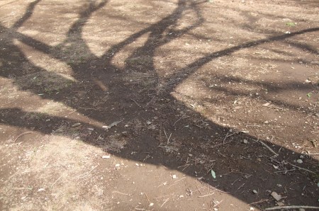 The shadows of the trees No.1-4