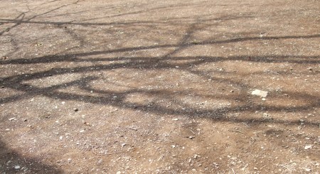 The shadows of the trees No.2-9