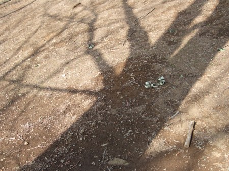 The shadows of the trees No.2-8