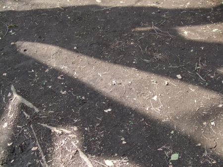 The shadows of the trees No.2-7