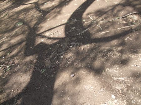 The shadows of the trees No.2-5