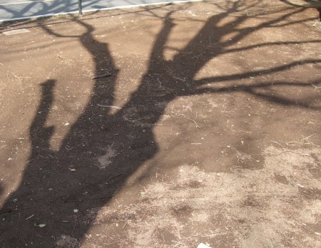 The shadows of the trees No.1-7