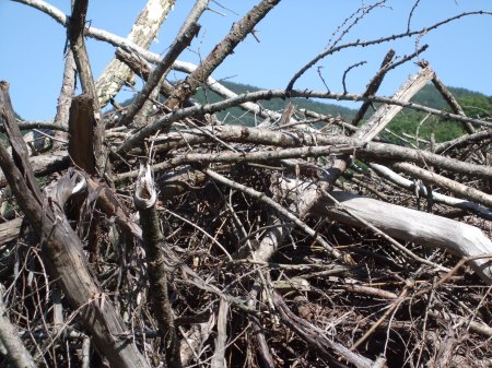 Deforestation No.1 -8