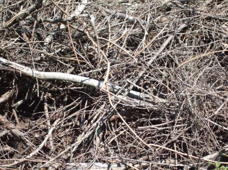 Deforestation No.1 -5