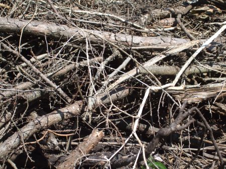 Deforestation No.1 -7