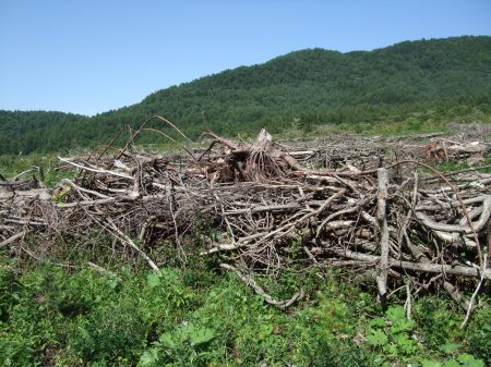 Deforestation No.1 -1