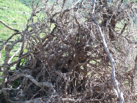 Deforestation No.1 -3