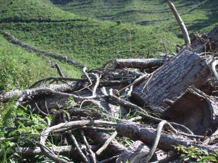 Deforestation No.1 -9