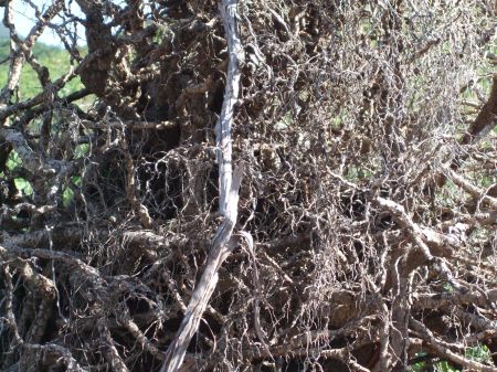 Deforestation No.1 -4