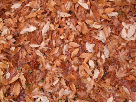 Fallen leaves No.2 -8