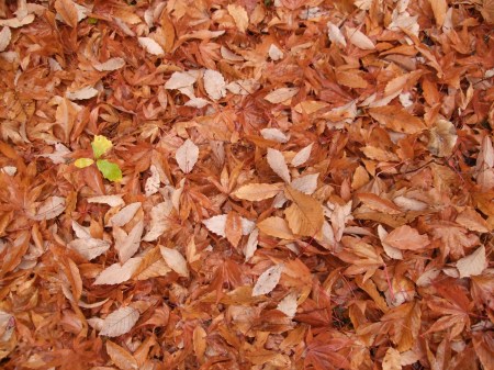 Fallen leaves No.2 -7