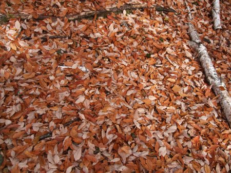 Fallen leaves No.2 -6