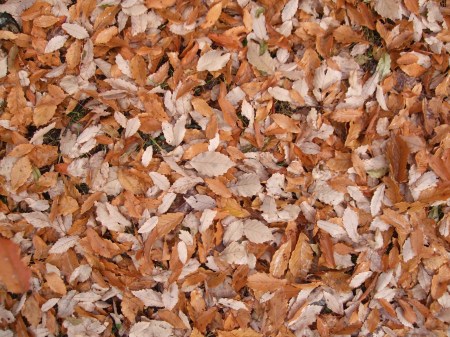 Fallen leaves No.2 -2