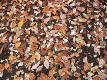 Fallen leaves No.2 -4