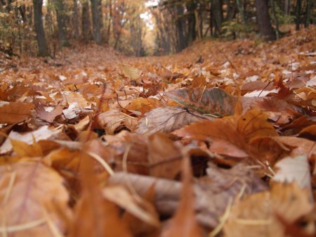 Fallen leaves No.1 -1