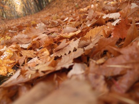 Fallen leaves No.1 -2