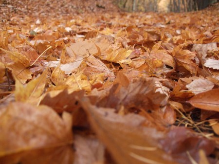 Fallen leaves No.1 -4