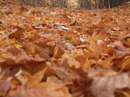 Fallen leaves No.1 -5