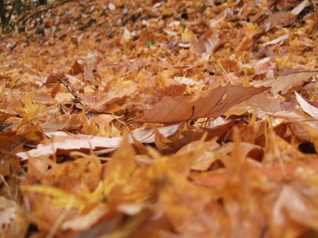 Fallen leaves No.1 -6