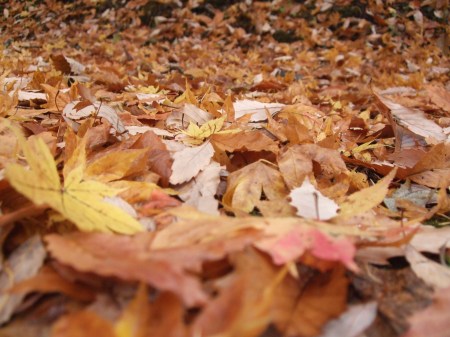 Fallen leaves No.1 -8