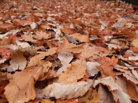 Fallen leaves No.1 -9