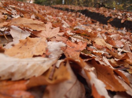 Fallen leaves No.1 -10