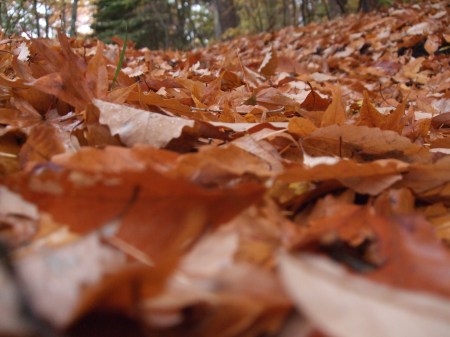 Fallen leaves No.1 -11
