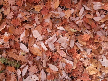 Fallen leaves No.2 -9