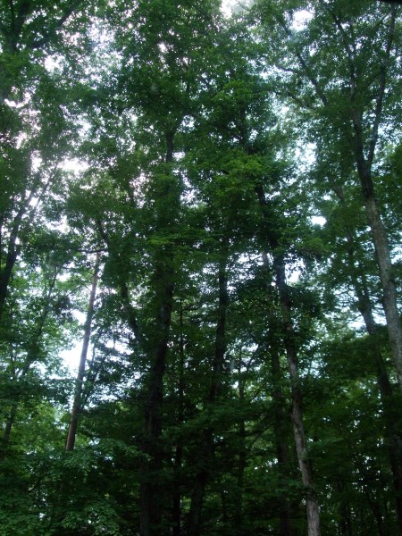 The trees in front of my studio