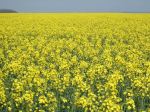 Les champs de&nbsp;colza